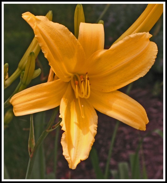 YELLOW BLOSSOM