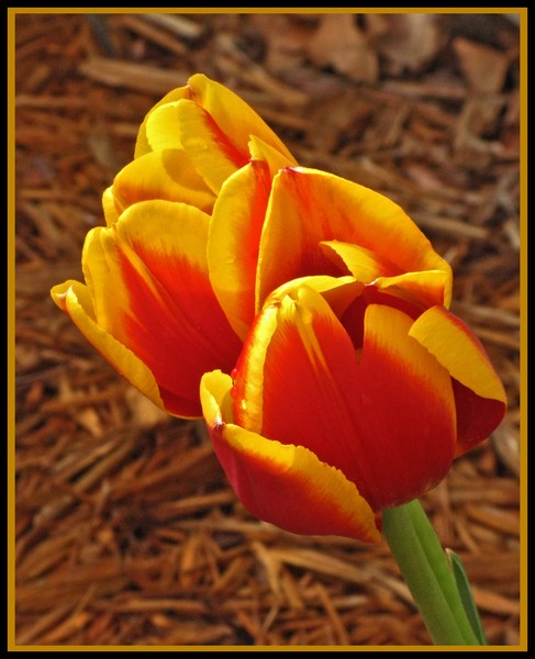 TULIPS