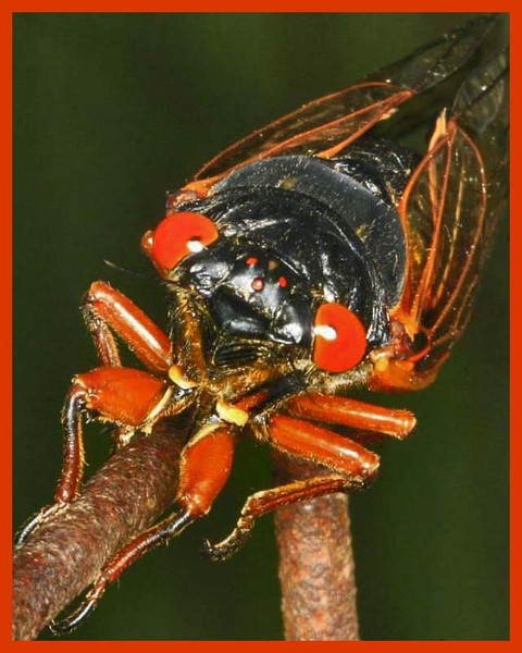 CICADAS A & B