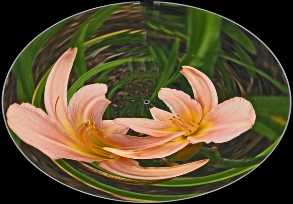 LILLY ABSTRACT