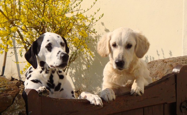 Lolam and Toby