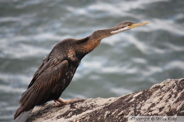 Cormorant