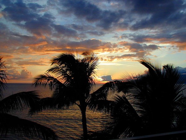 Sunset with Palm Trees