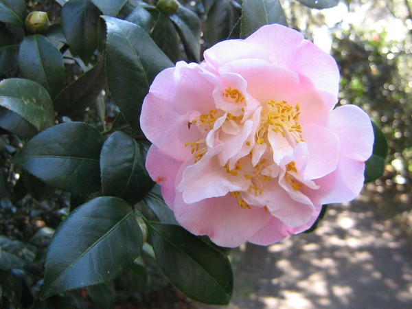 Growing Pink