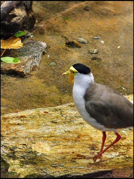 Birdy