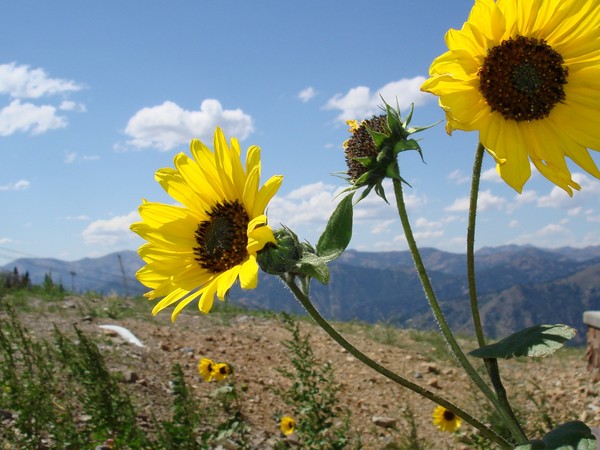Mountain Flowers