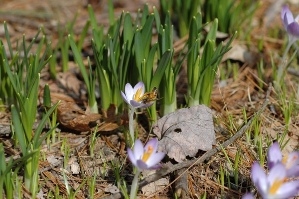 Crocus vernus + Apis mellifera = Honey