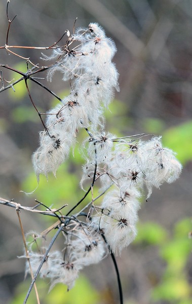 The Next Strong Wind