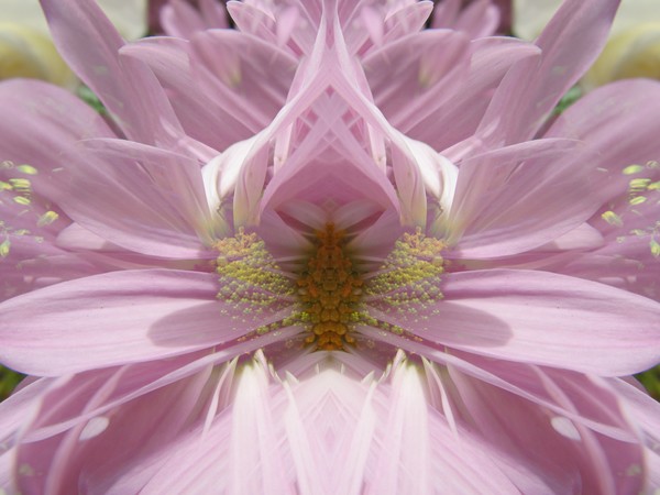 Daisy Dream