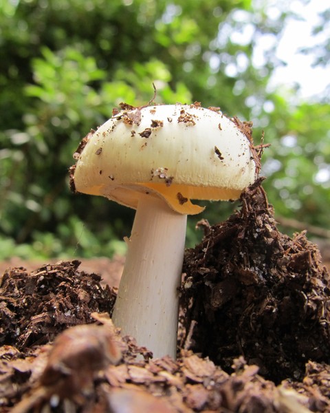 Mushroom