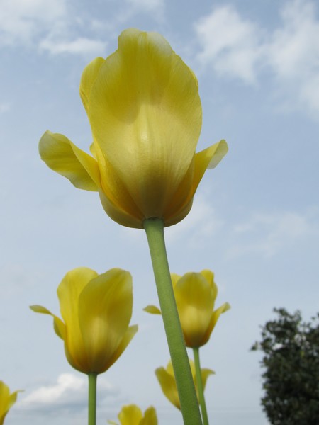 Yellow Tulips