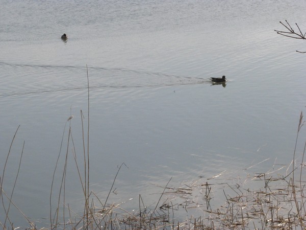 DUCKS SERIES