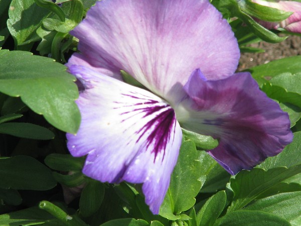 ..pale violet and purple..florals