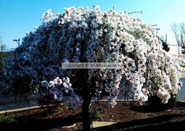 SPRING HAS SPRUNG 