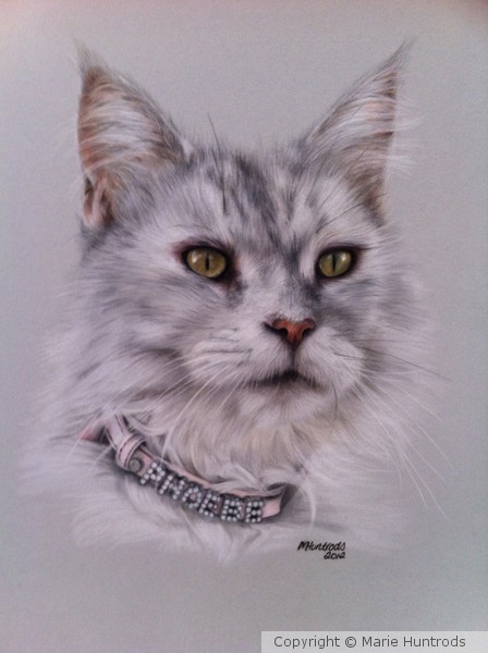 Maine Coone Cat (Phoebe)