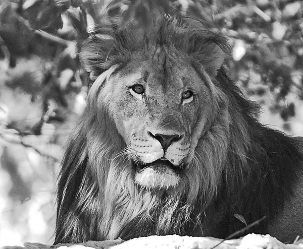 The King