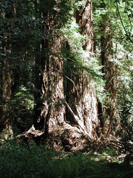 Muir Woods National Monument