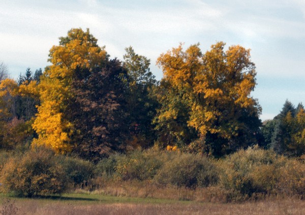 More Fall colors