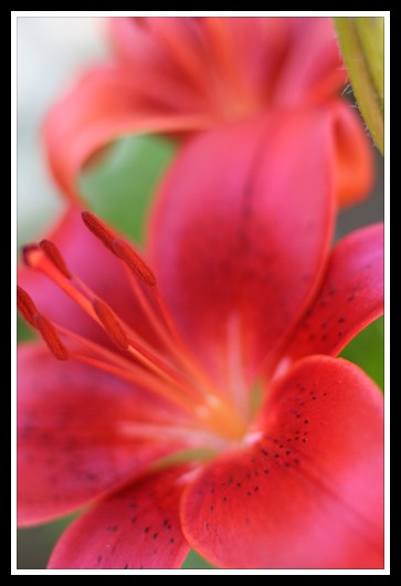 Red Lily
