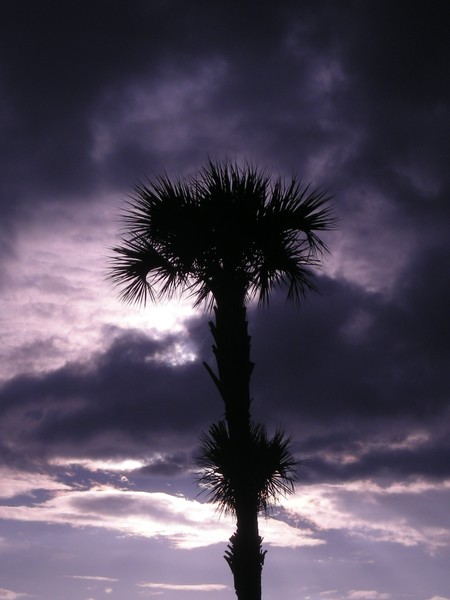Palm Tree Siloutte