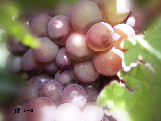 PINOT-NOIR