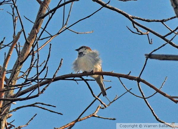 Ruffled Feathers