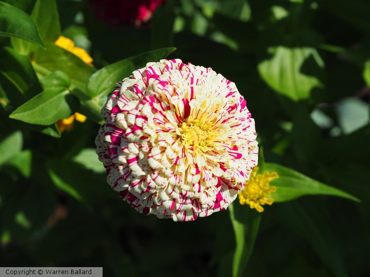 Nice Bloom