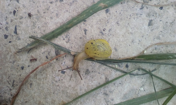 Small snail