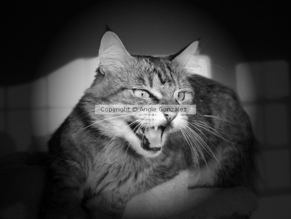 Hiss!