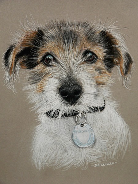 Reggie - JRT puppy