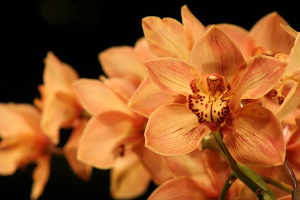 Peach Lily