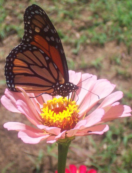 Marvelous Monarch