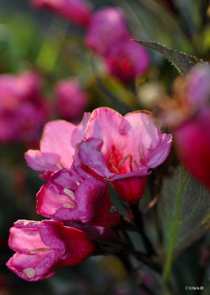 Weigela at Sunset