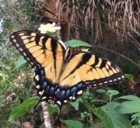 BUTERFLY- AW