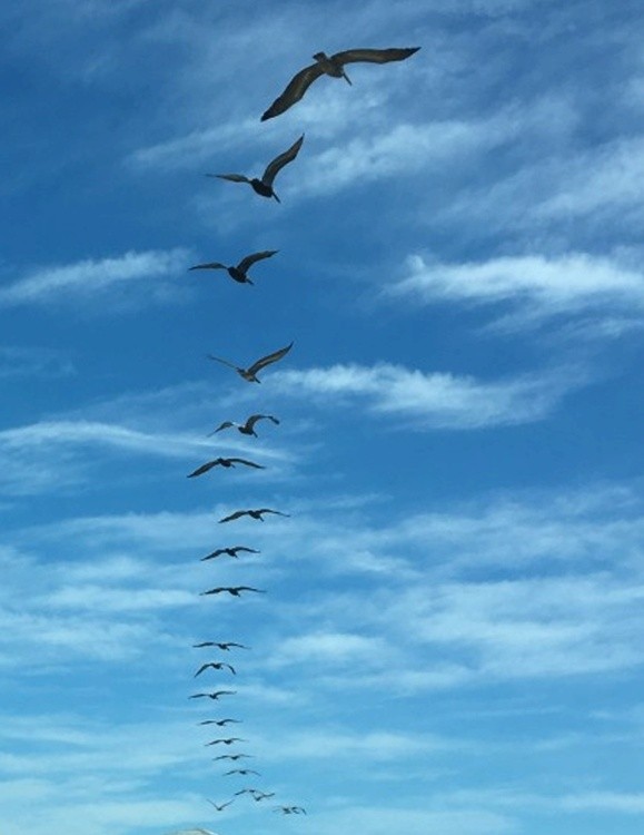 PELICANS FLYING IN FLAGLER