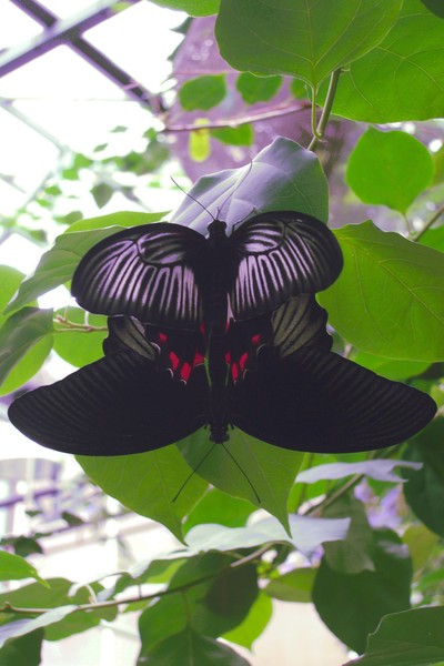 Butterfly Pair