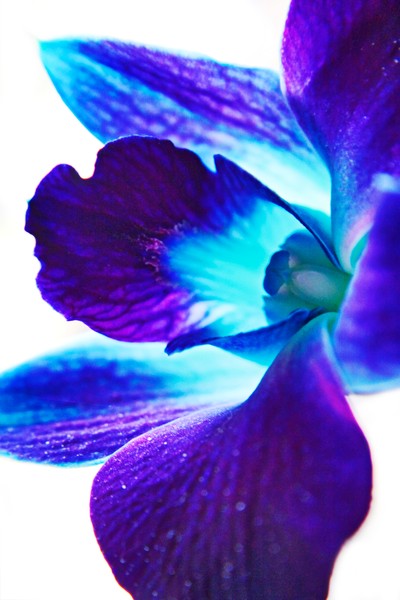 Orchid Blue