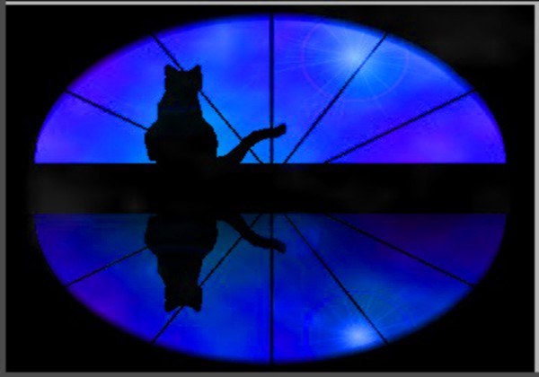 Night Cat 2