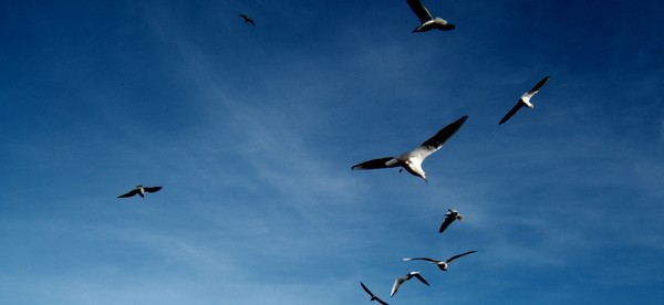 Fly away #4