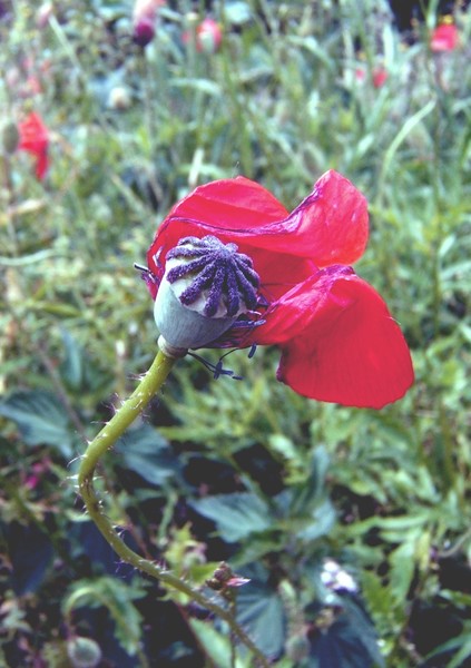 Poppy #5