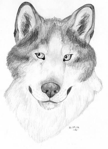 Graphite Husky