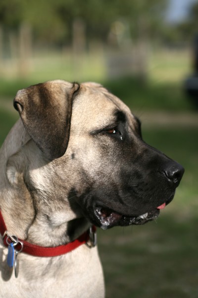 LOLA DOG
