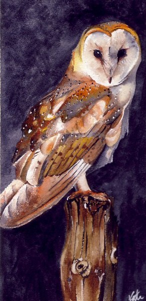 Barn Owl
