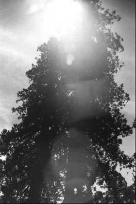 sequoia light