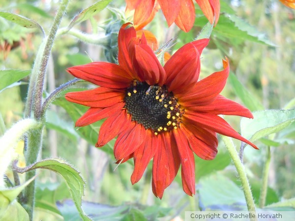 rubie rubie sunflower