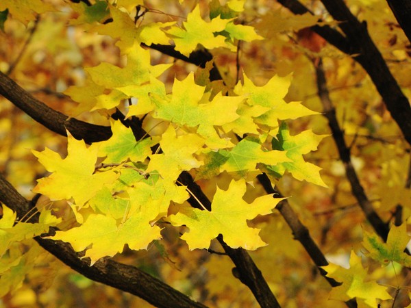 yellow like i never seen before