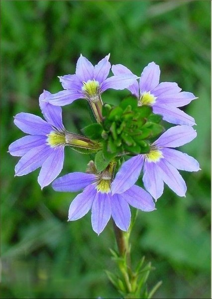 Circle of Love in Purple