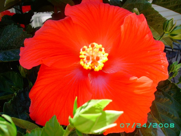 Bloomed Flower -w- Bud