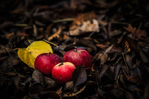 apples