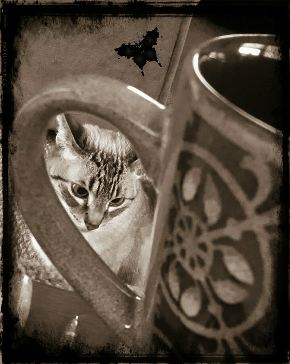 Harley and tea